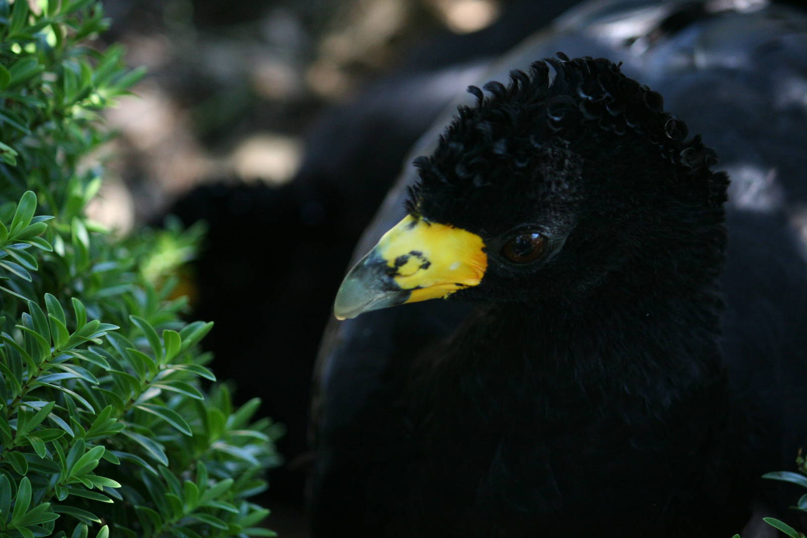 Black curassow