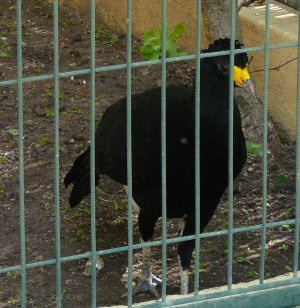 black curassow