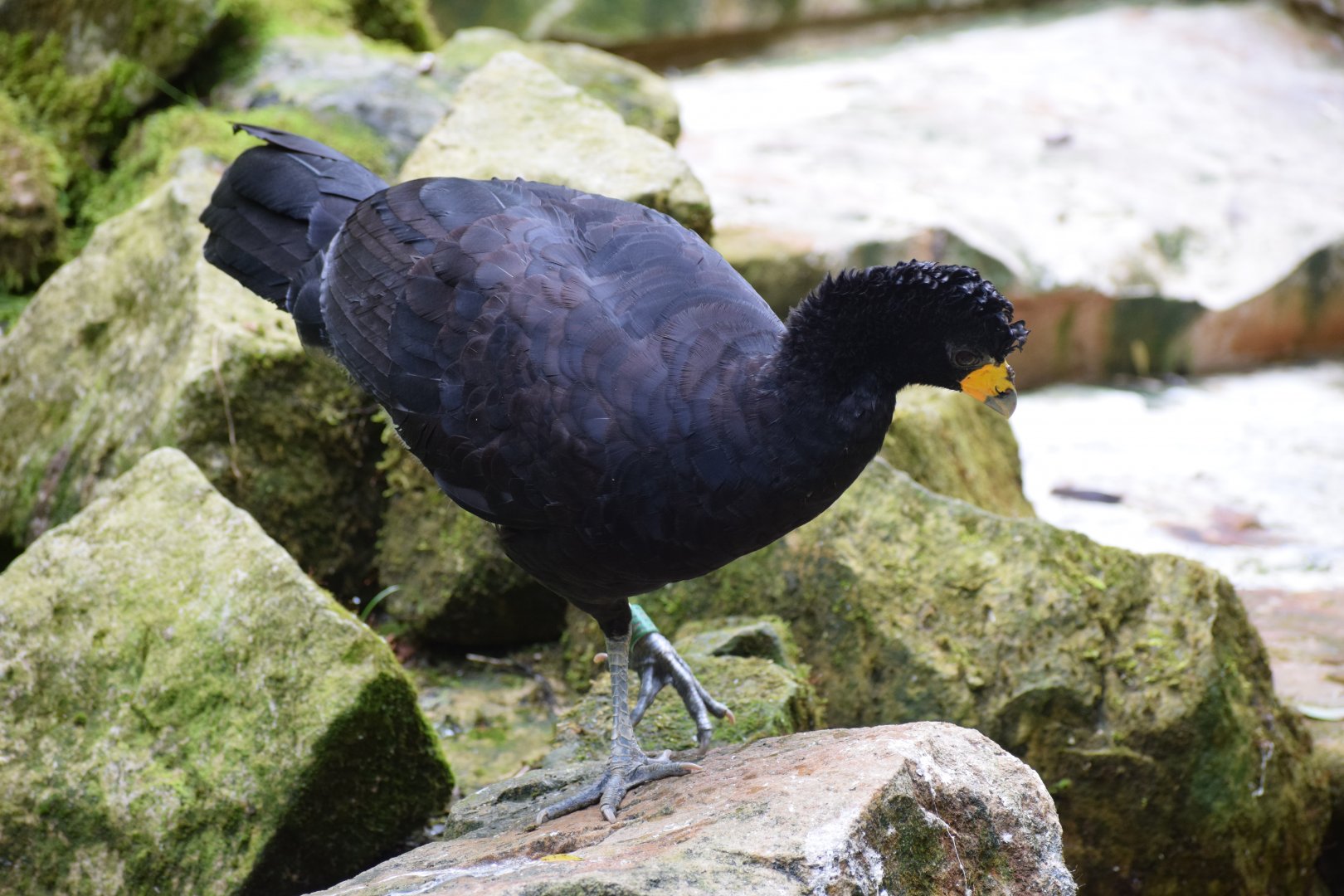 Black curassow