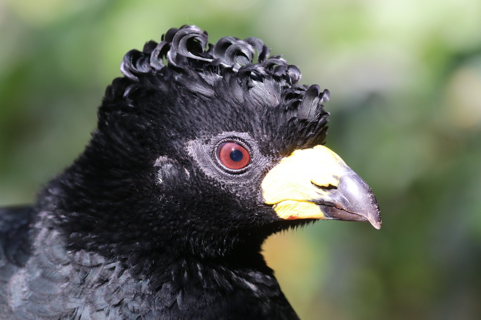 Black curassow