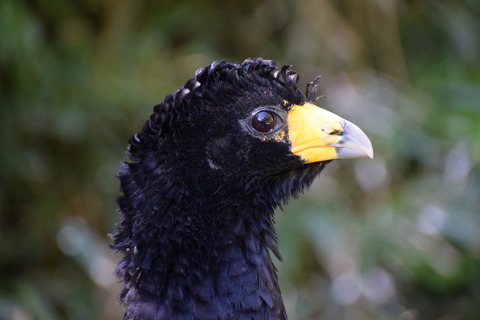 Black curassow