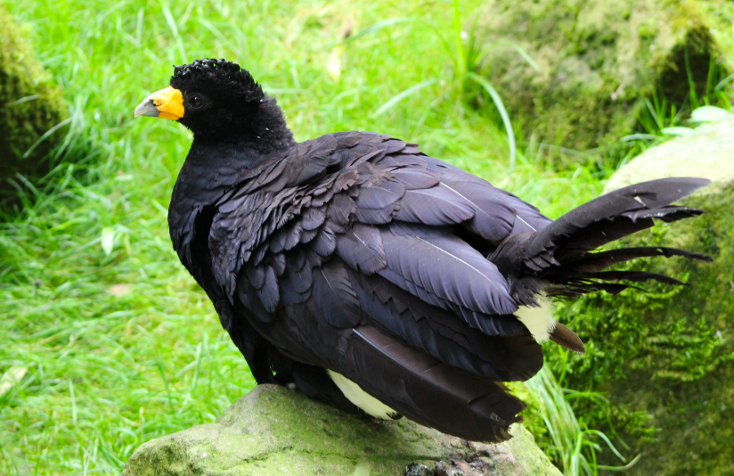 Black Curassow