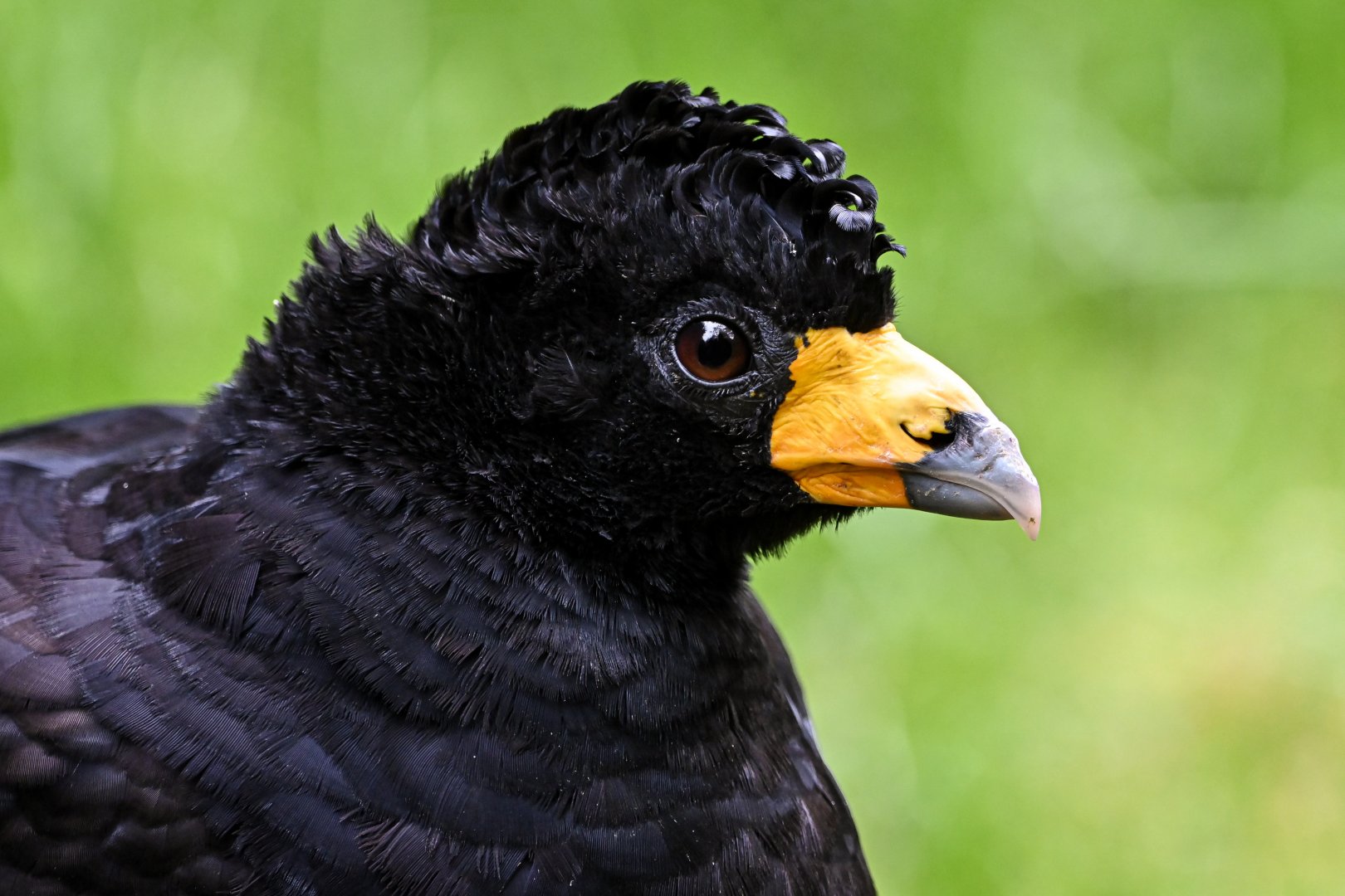 Black curassow