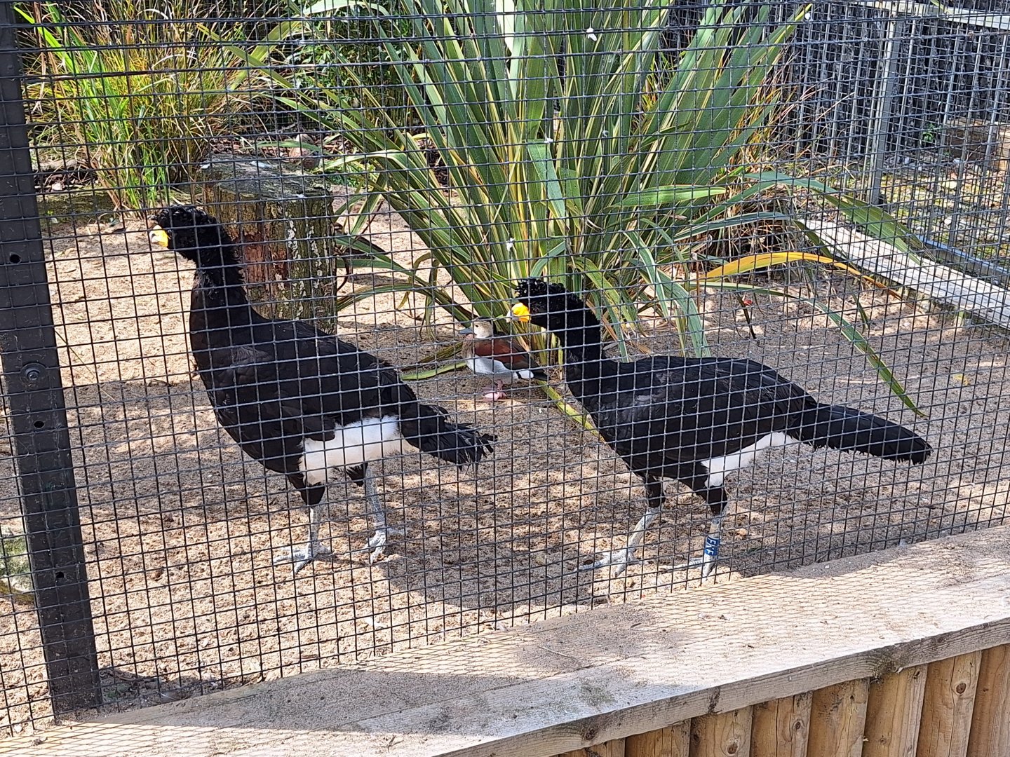Black Curassows (and a Ringed Teal in the background)