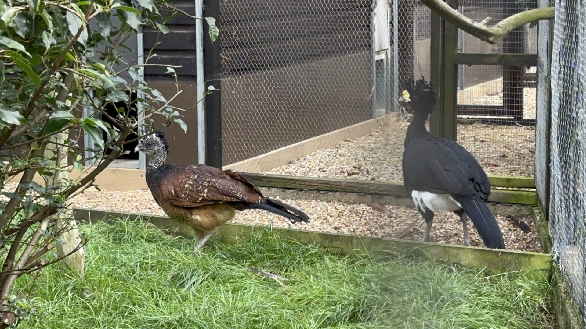 Black Curassows at Hamerton Zoo Park (October 2023)