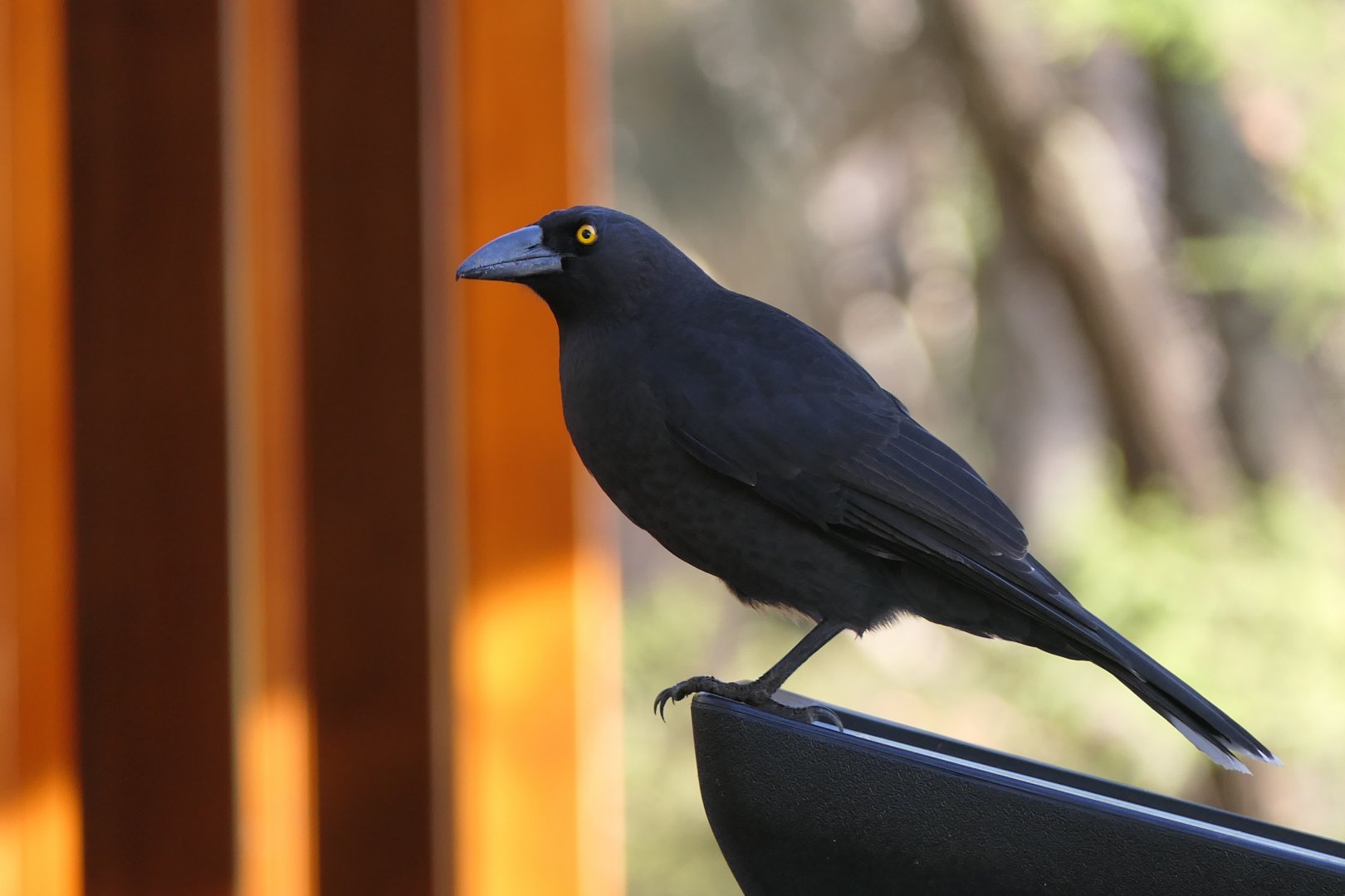 Black Currawong (Strepera fuliginosa fuliginosa)