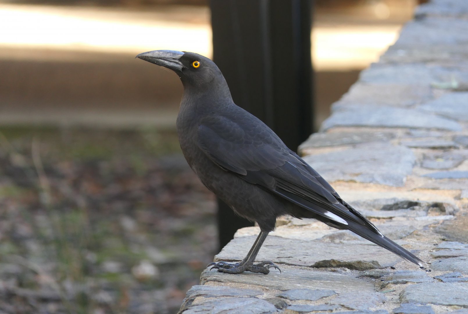 Black Currawong (Strepera fuliginosa fuliginosa)