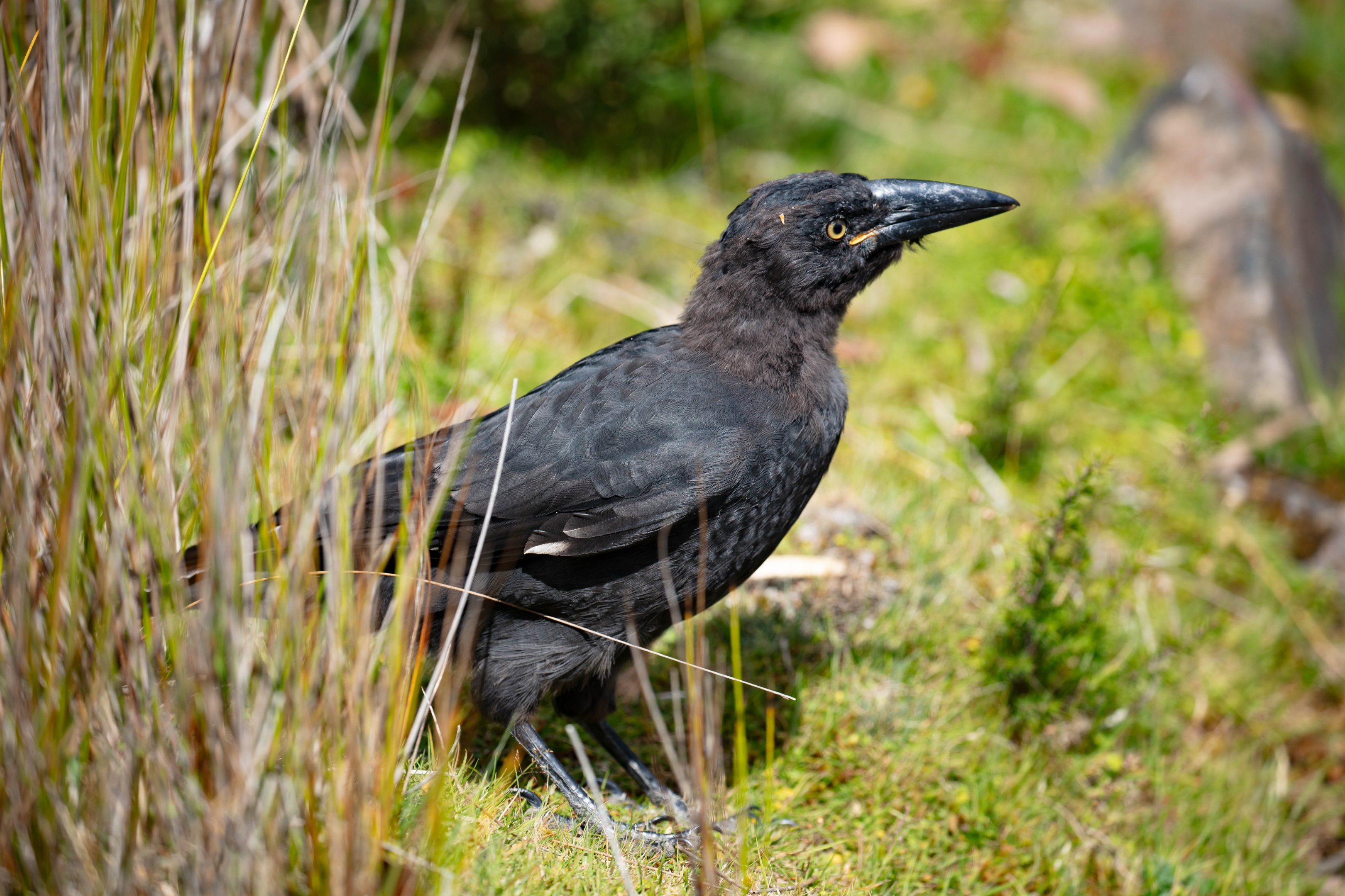 Black Currawong
