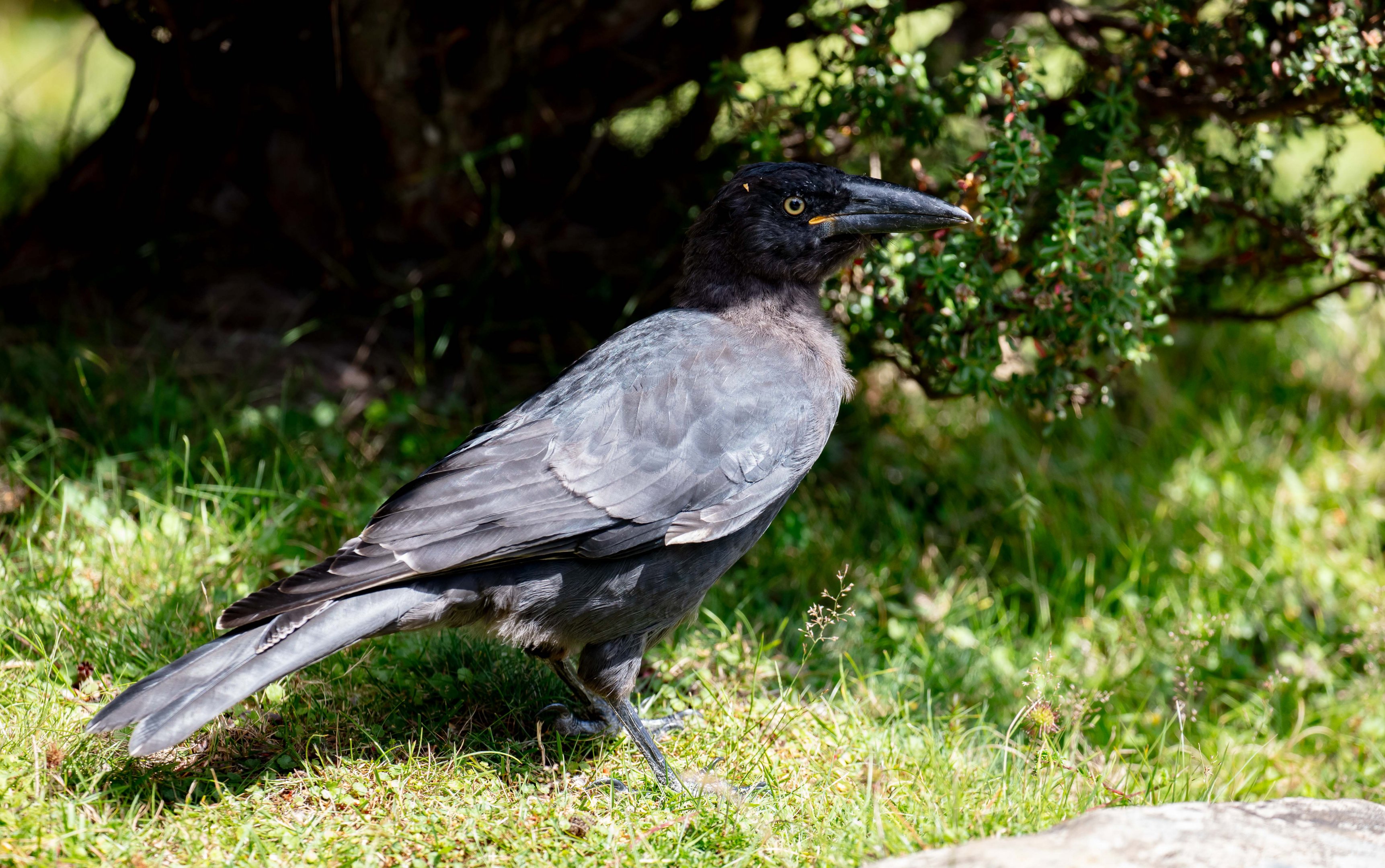 Black Currawong