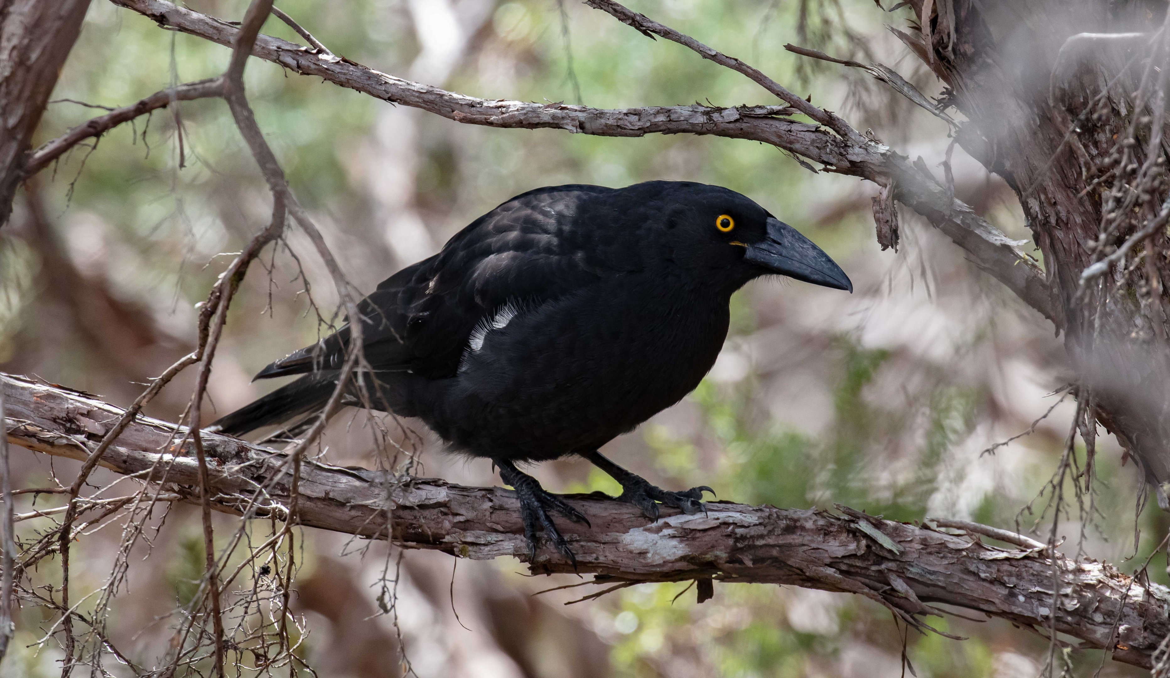 Black Currawong