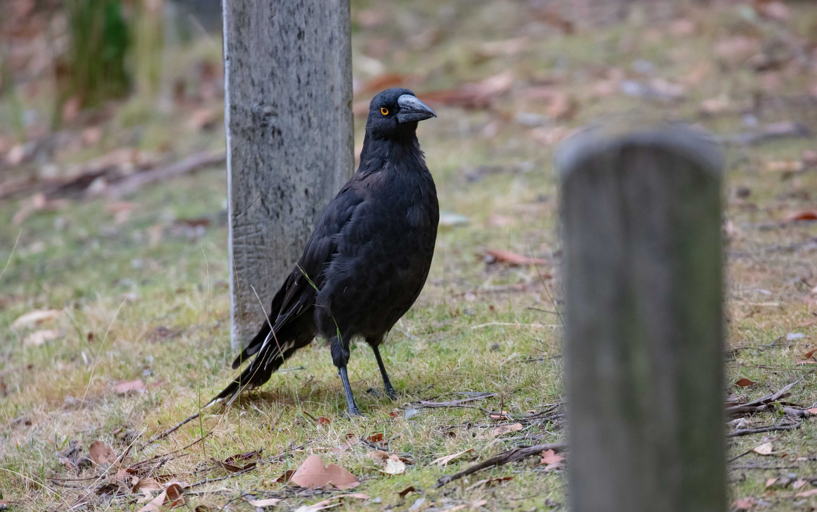 Black Currawong