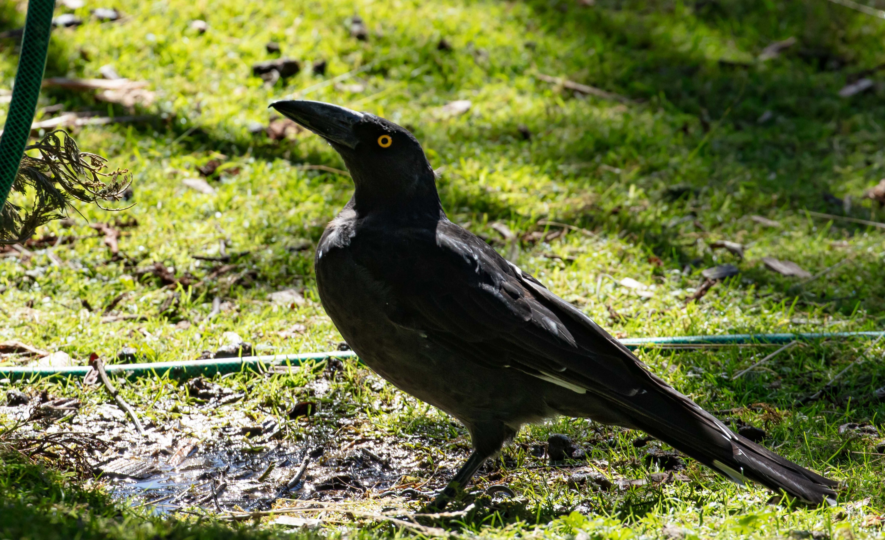 Black Currawong