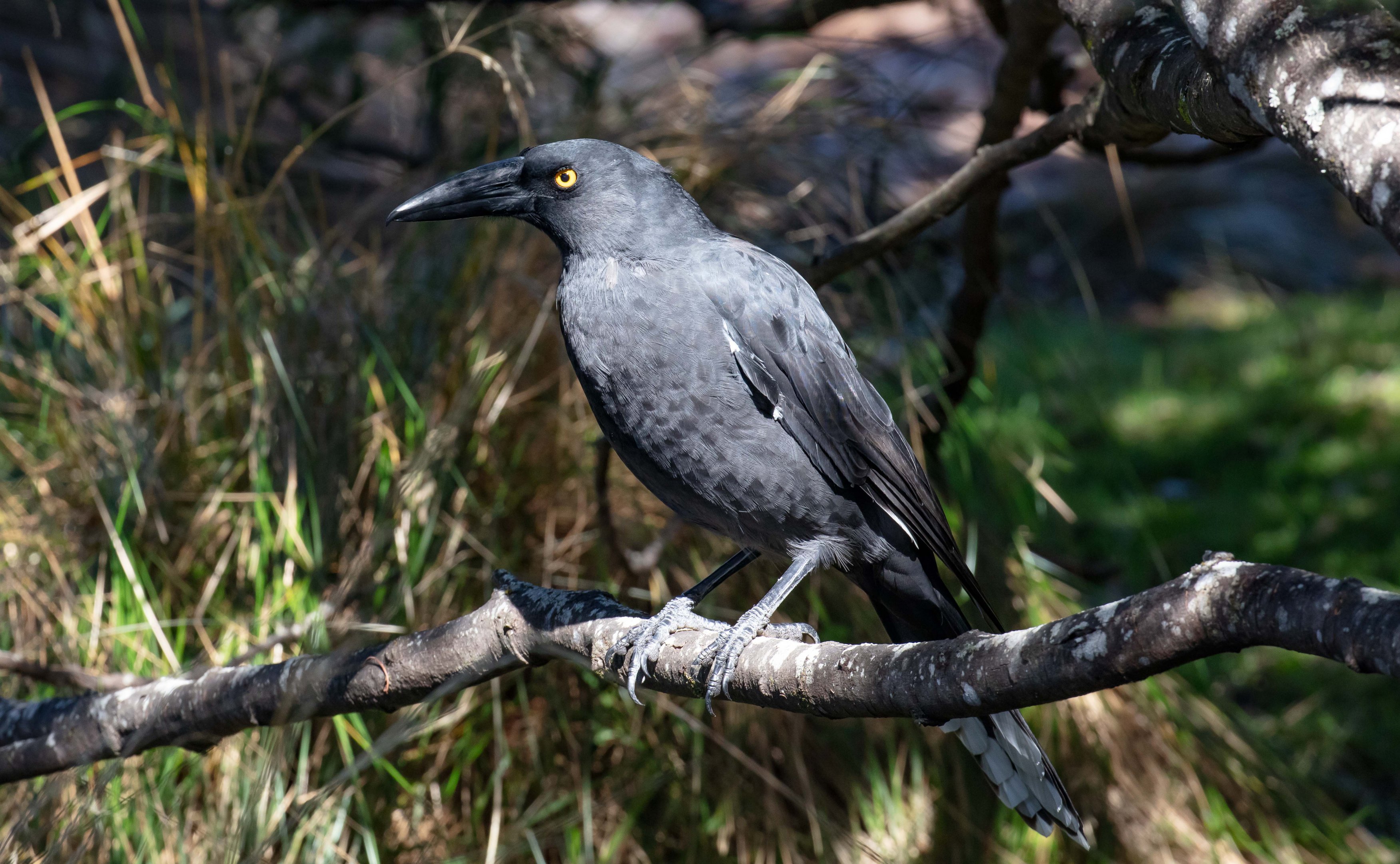 Black Currawong