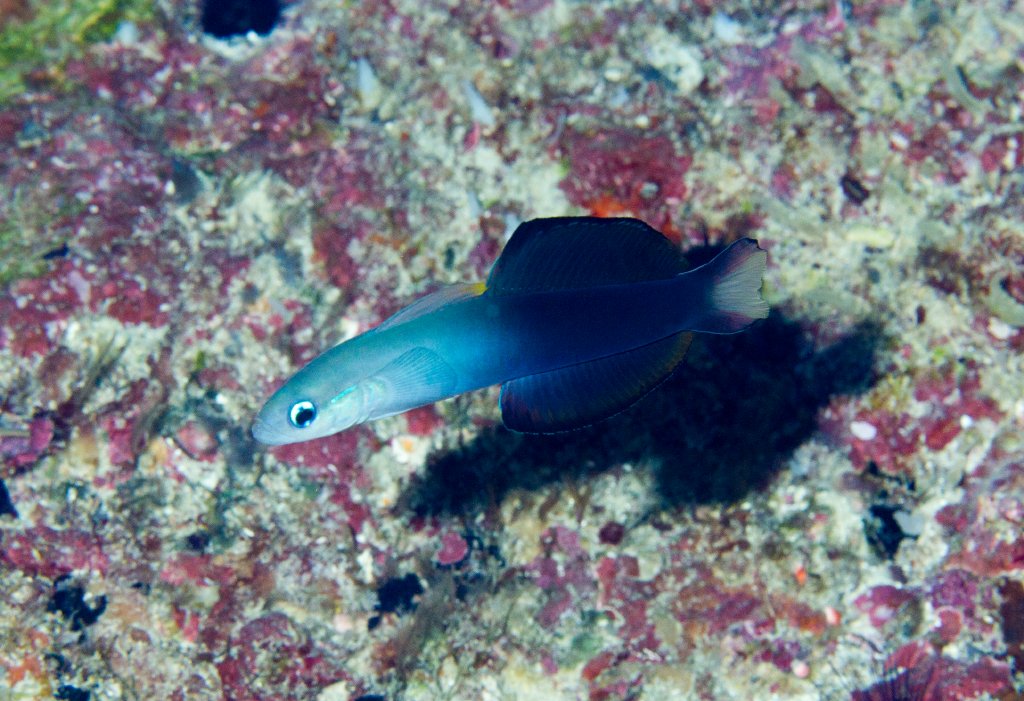 Black Dartfish