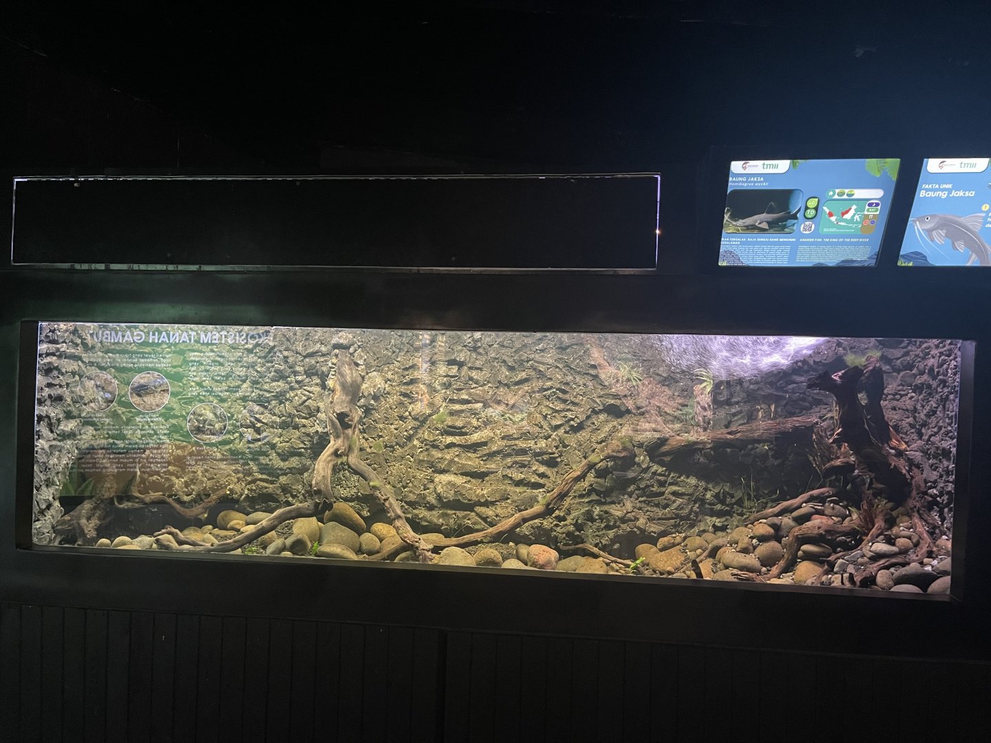 black devil catfish tank - dunia air tawar