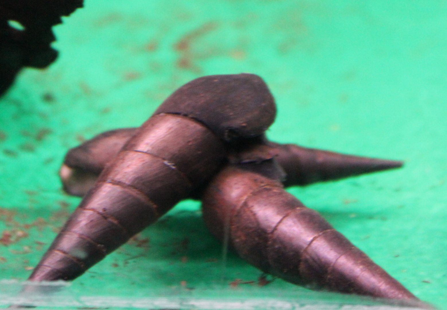 Black devil snails - Faunus ater