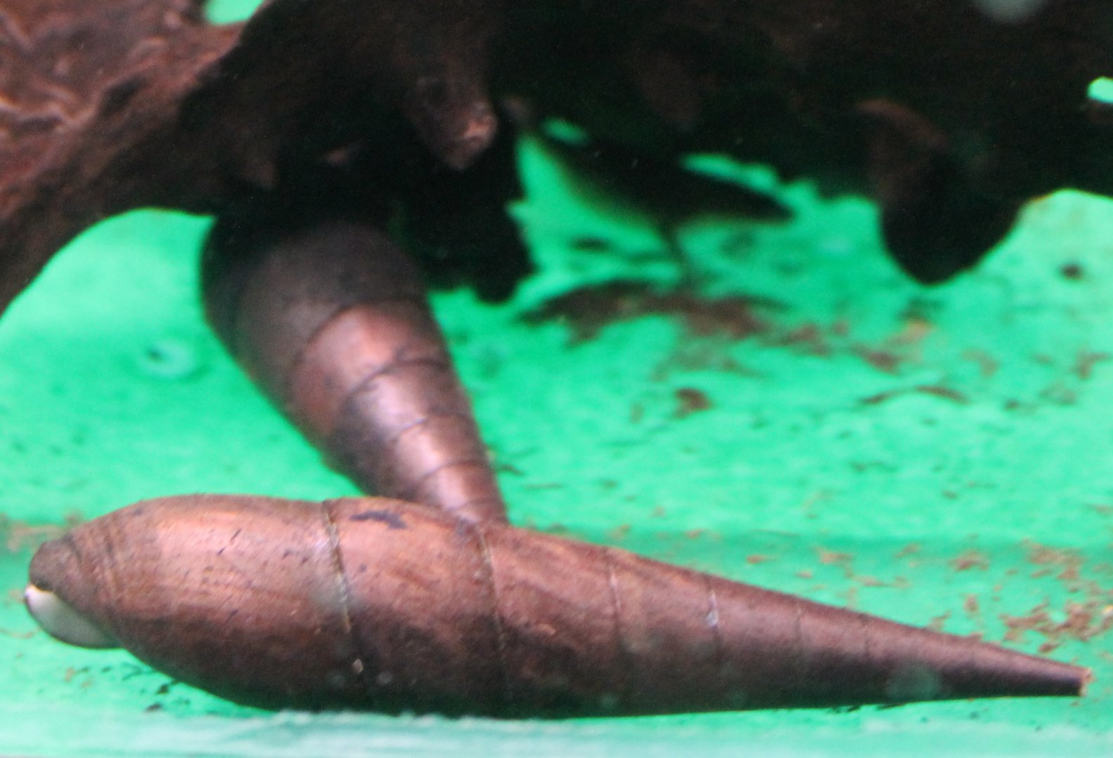 Black devil snails - Faunus ater