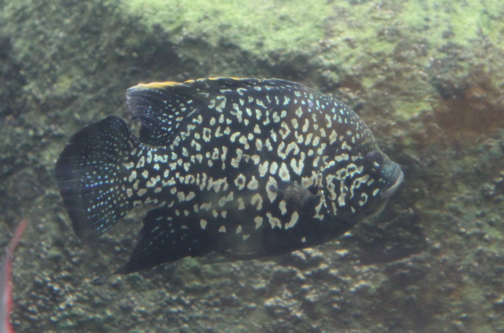 Black diamand cichlid - Paratilapia sp. andapa