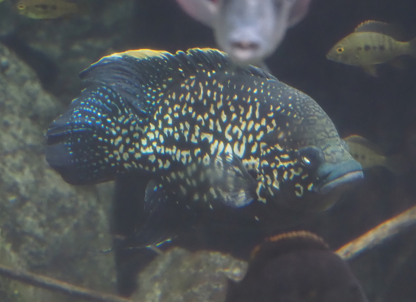 Black diamond cichlid (Paratilapia polleni), 2024-06-30