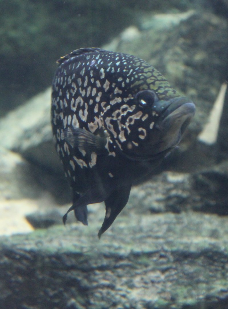 Black diamond cichlid - Paratilapia sp. andapa
