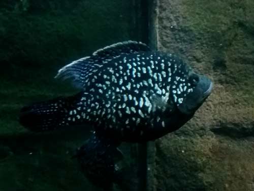 Black Diamond Cichlid