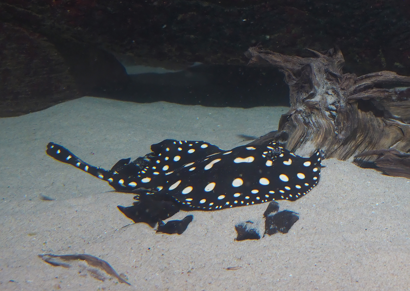 Black diamond stingray (Potamotrygon leopoldi), 2024-02-17