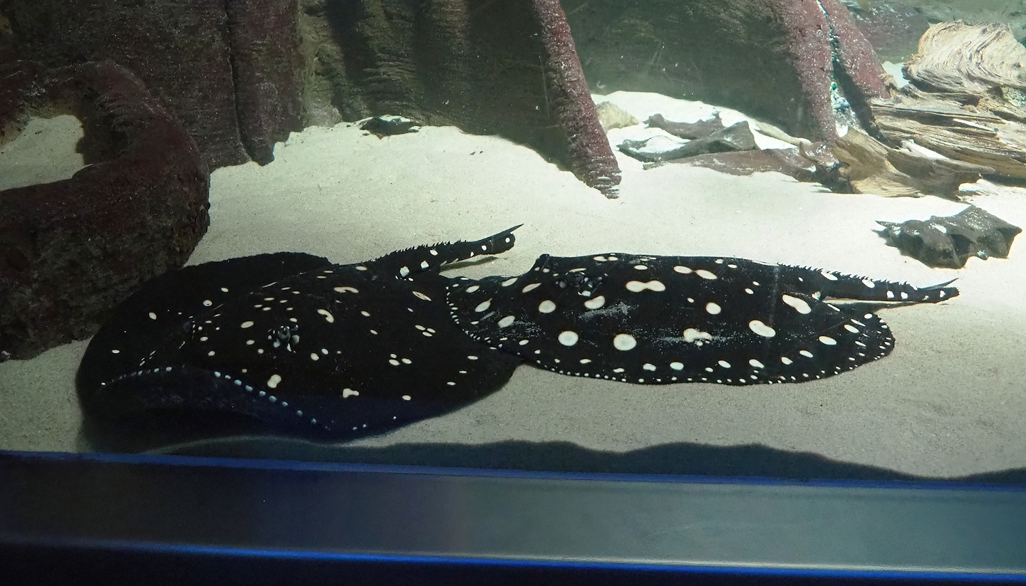 Black diamond stingrays (Potamotrygon leopoldi), 2024-02-17
