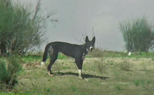 Black dingo.  NSW