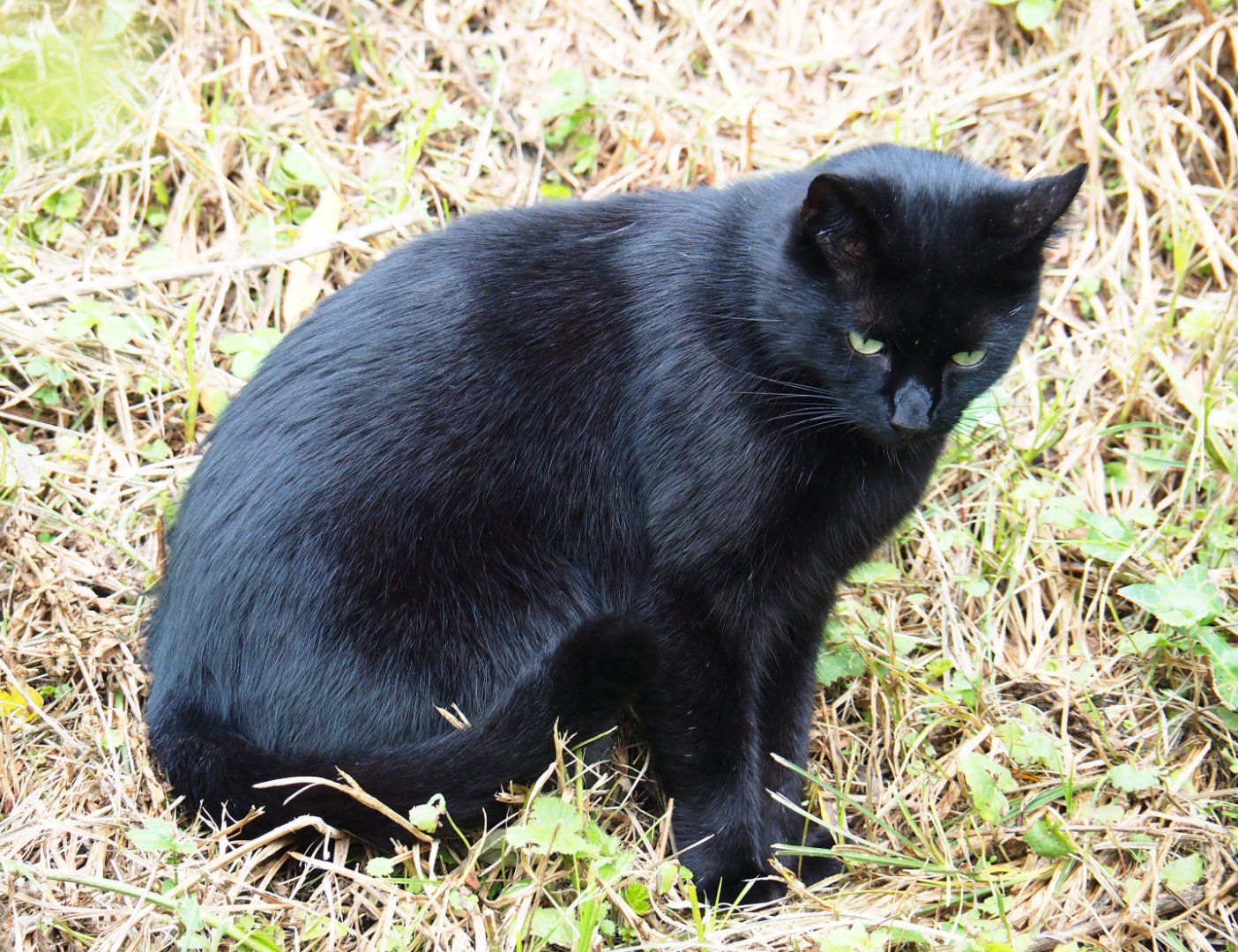 Black domestic cat (Felis catus) in the Australian area, 2019-10-04