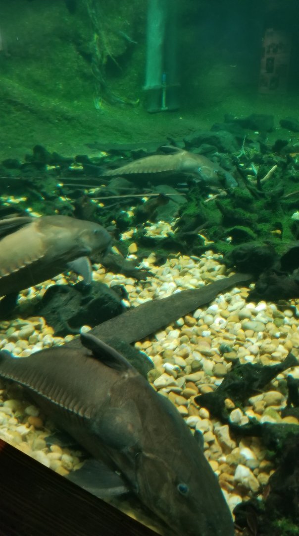 Black Doradid, Amazonia