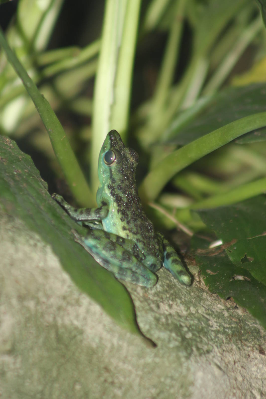 Black-dotted rock frog