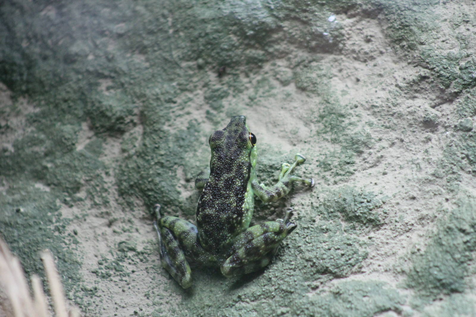 Black-dotted rock frog