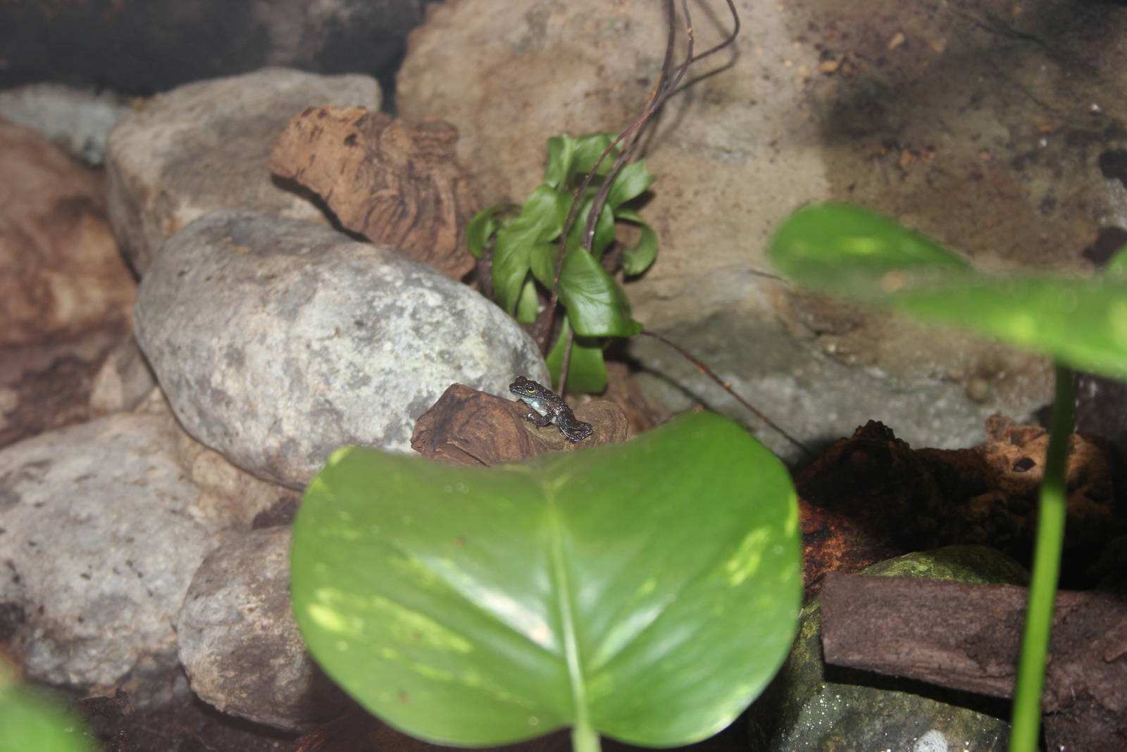 Black dotted rock frog