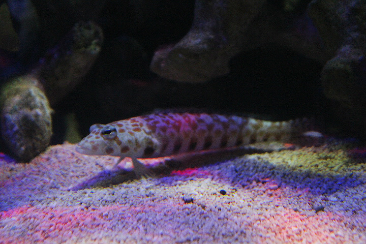 Black-dotted sandperch (Parapercis millepunctata)