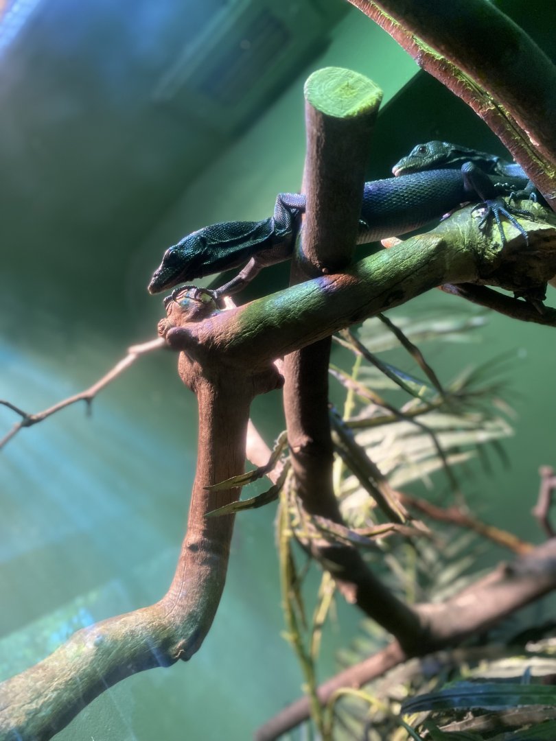 “Black Dragon” Monitor - Bronx Zoo