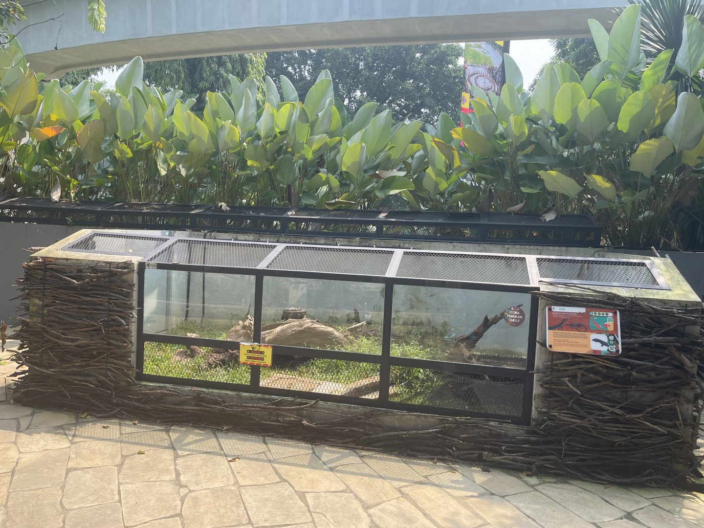 black dragon water monitor exhibit - museum komodo