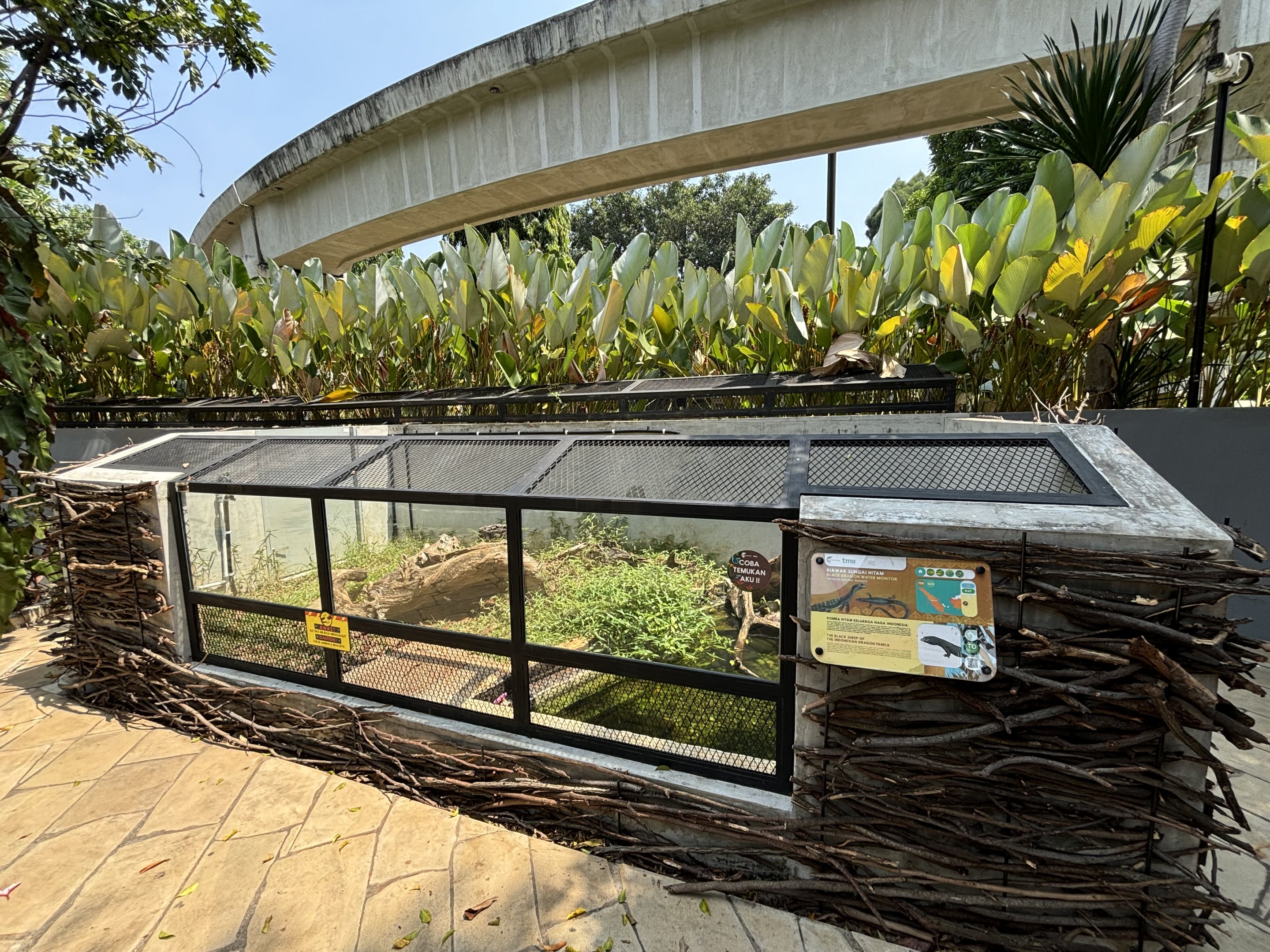 Black Dragon Water Monitor Exhibit