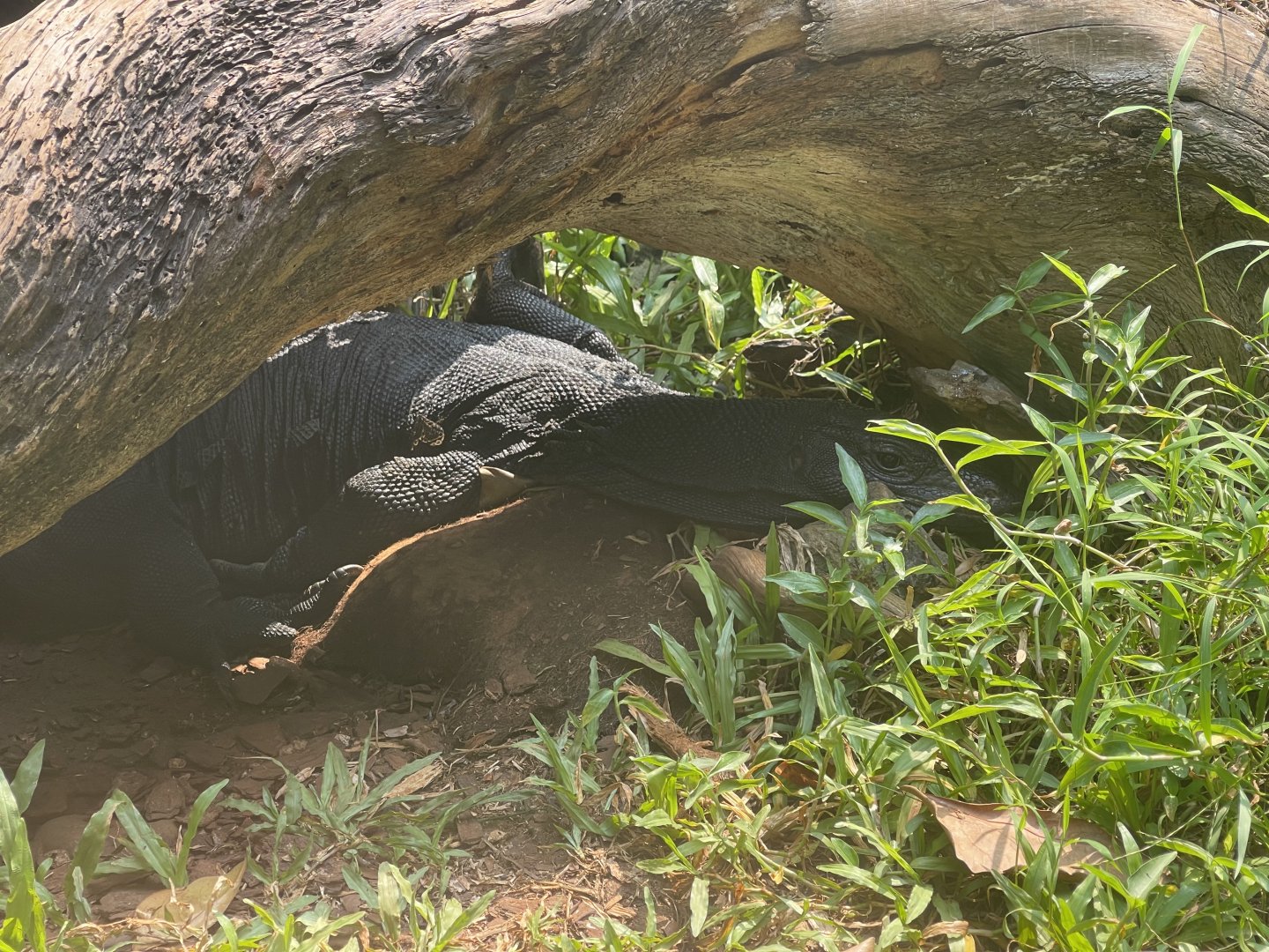 black dragon water monitor (varanus salvator komaini) - museum komodo