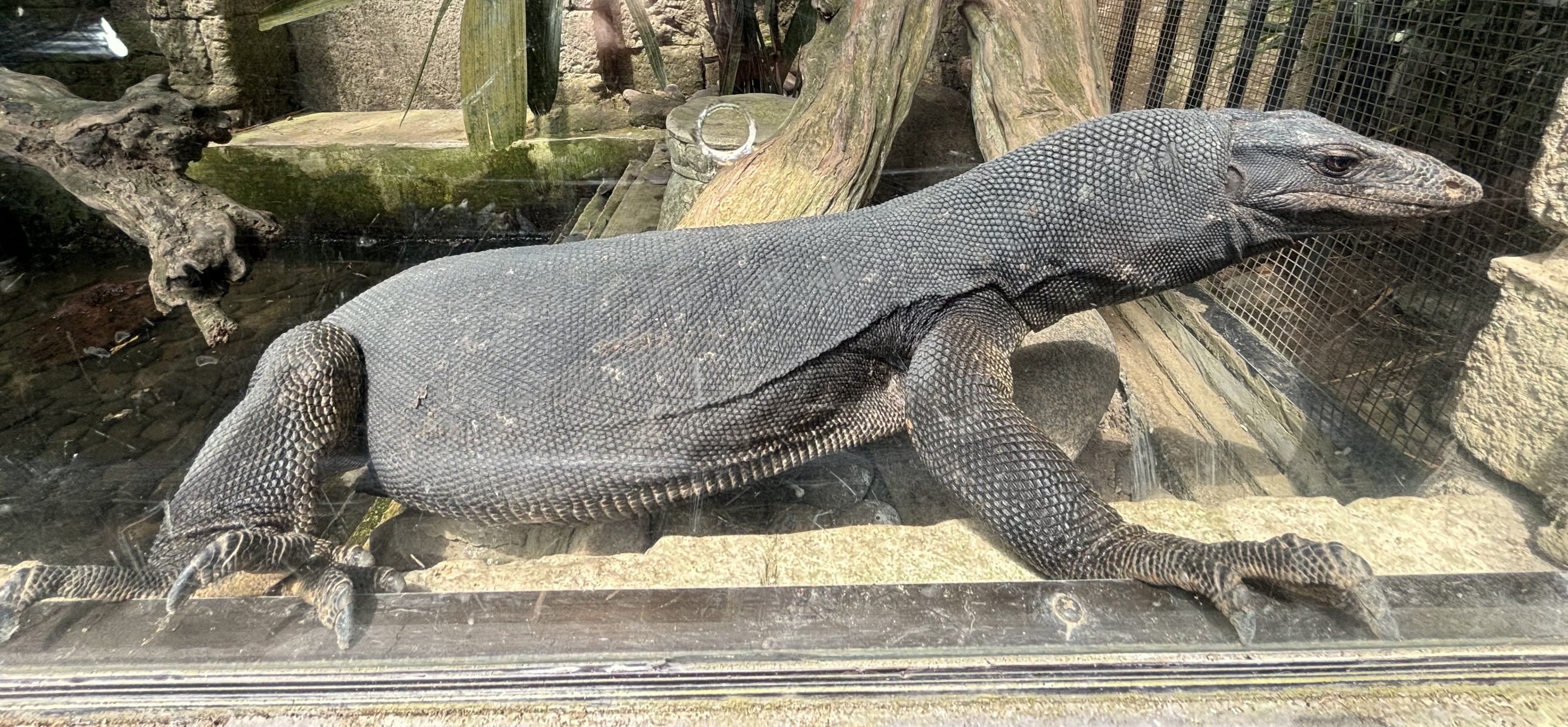 Black Dragon Water Monitor