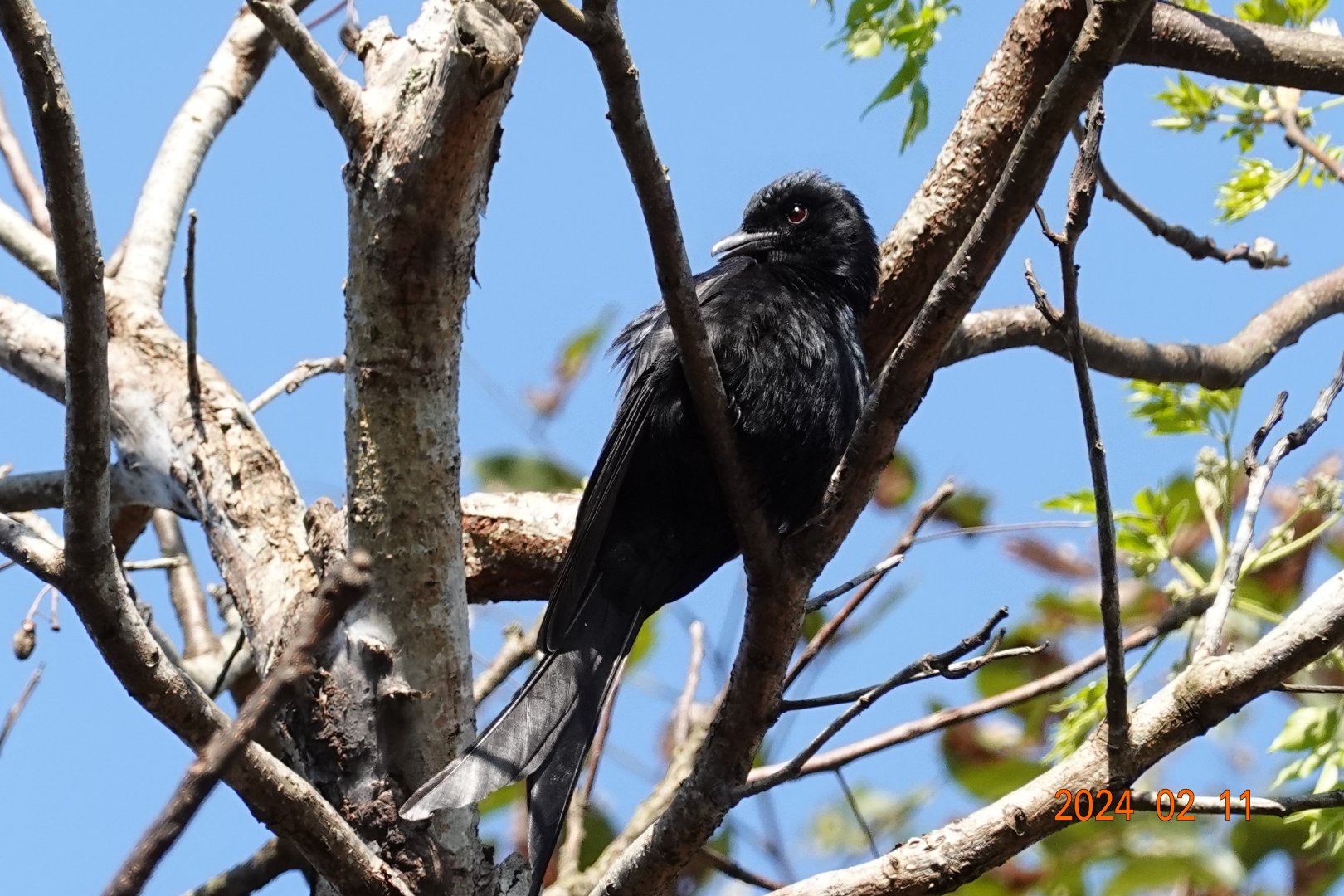 Black Drongo (Dicrurus macrocercus harterti)