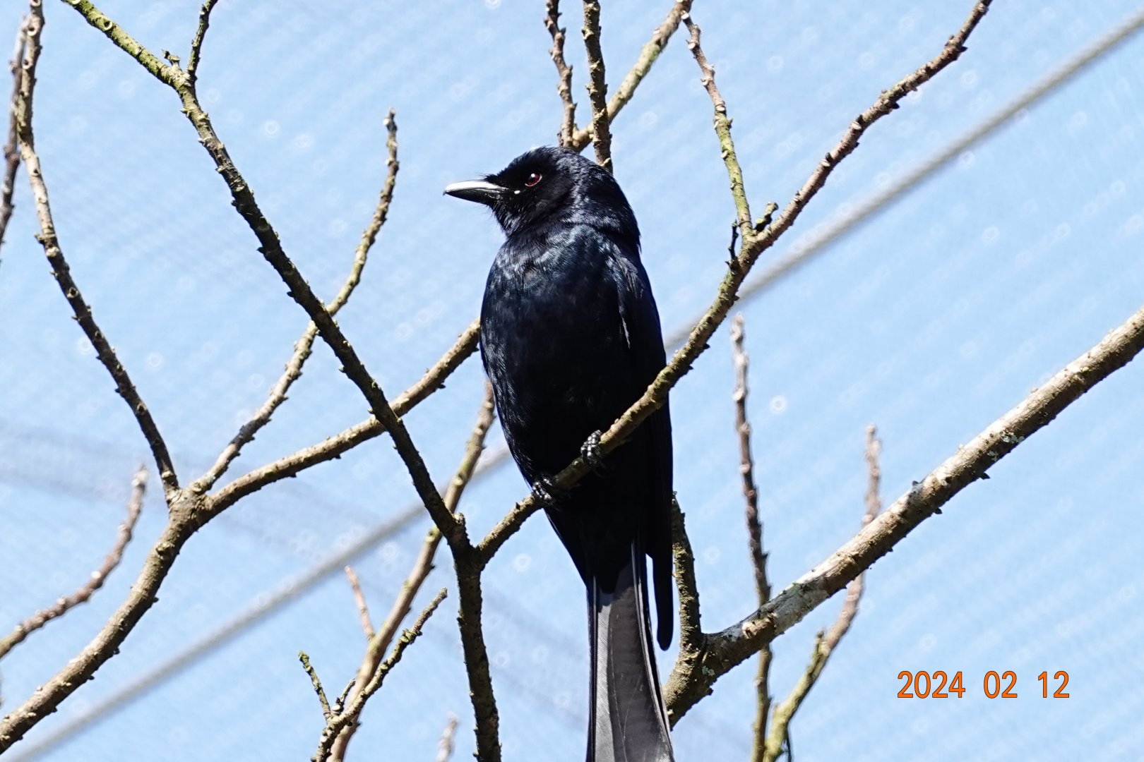 Black Drongo (Dicrurus macrocercus harterti)