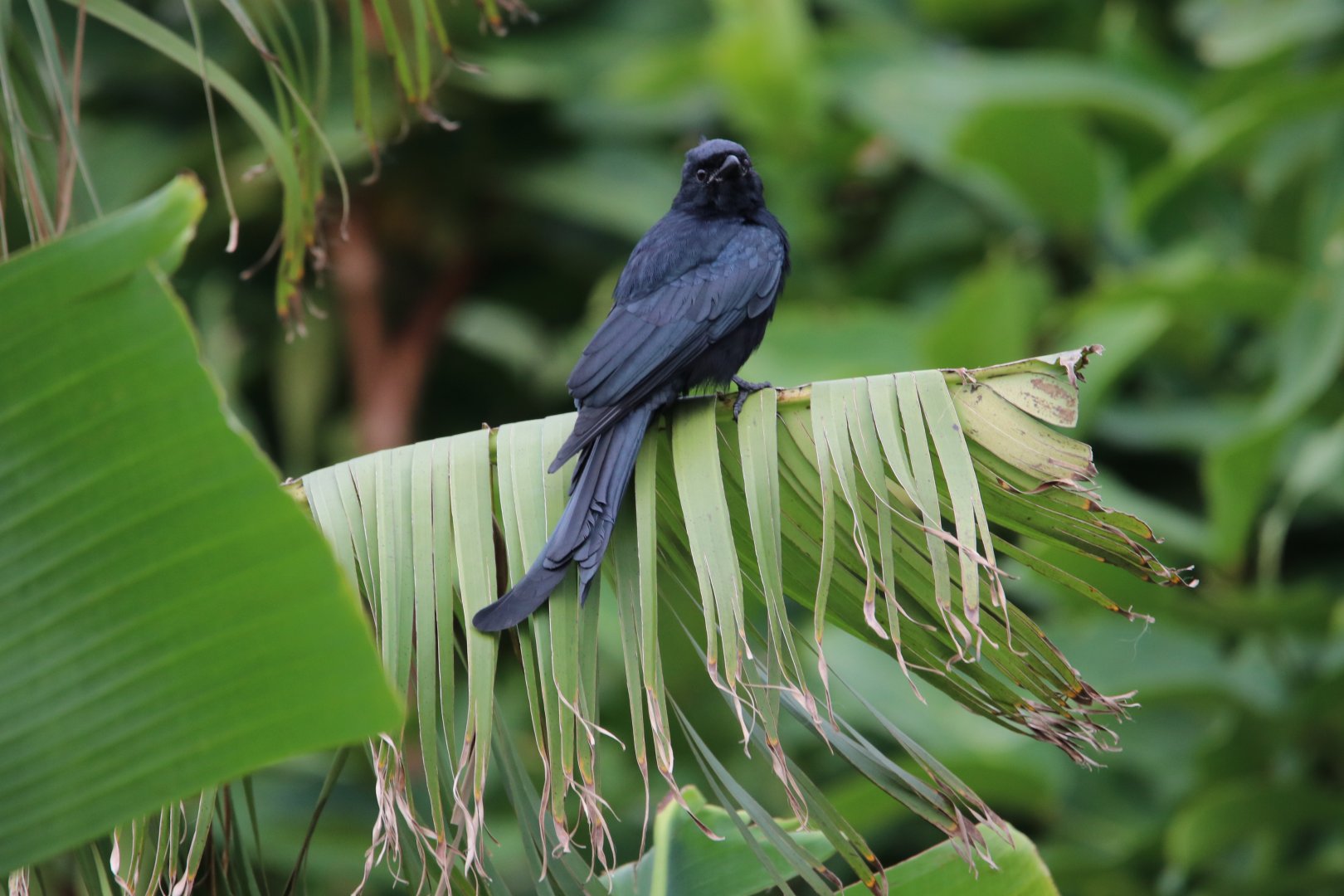 Black Drongo (Dicrurus macrocercus)