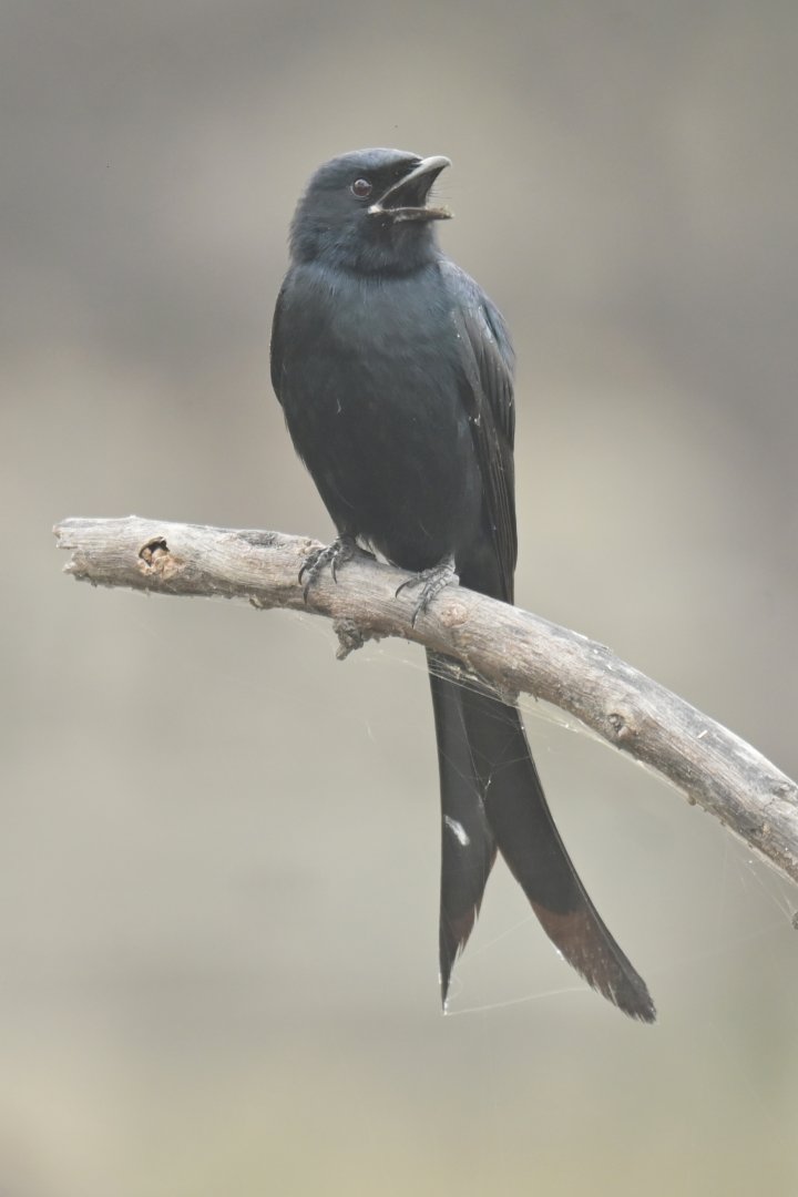 Black Drongo Dicrurus macrocercus