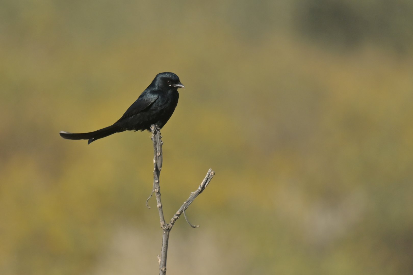 Black Drongo Dicrurus macrocercus