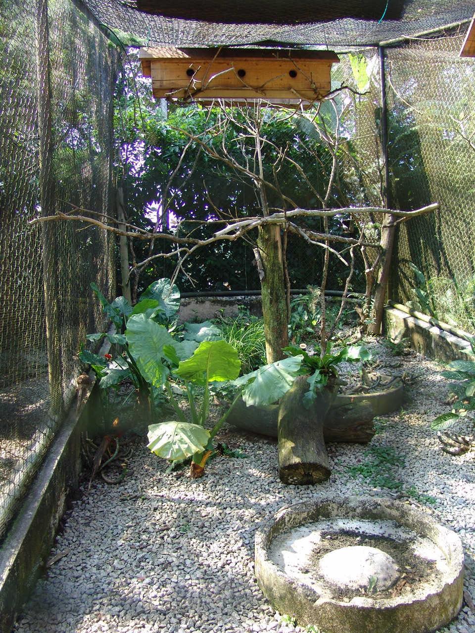 Black Drongo's (Dicrurus macrocercus) Aviary