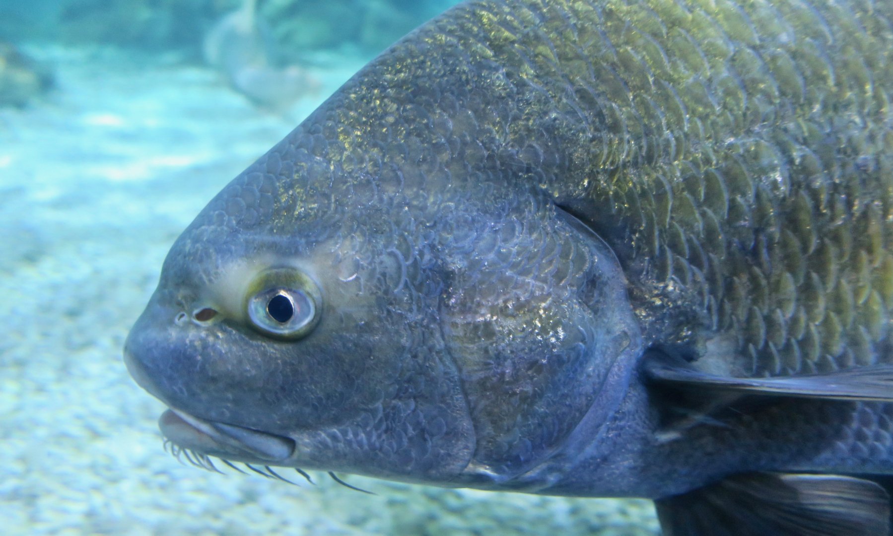 Black Drum (Pogonias cromis)