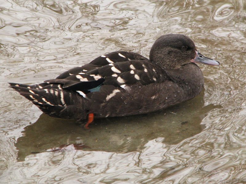 Black duck