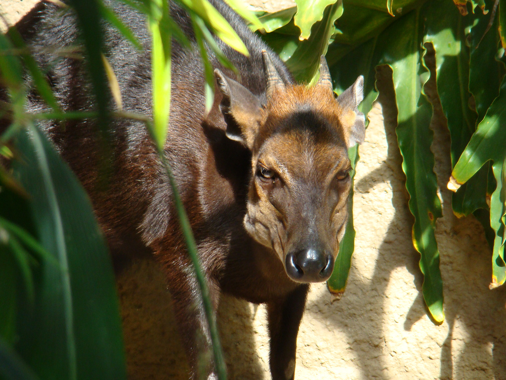 Black Duiker at the Los Angeles Zoo