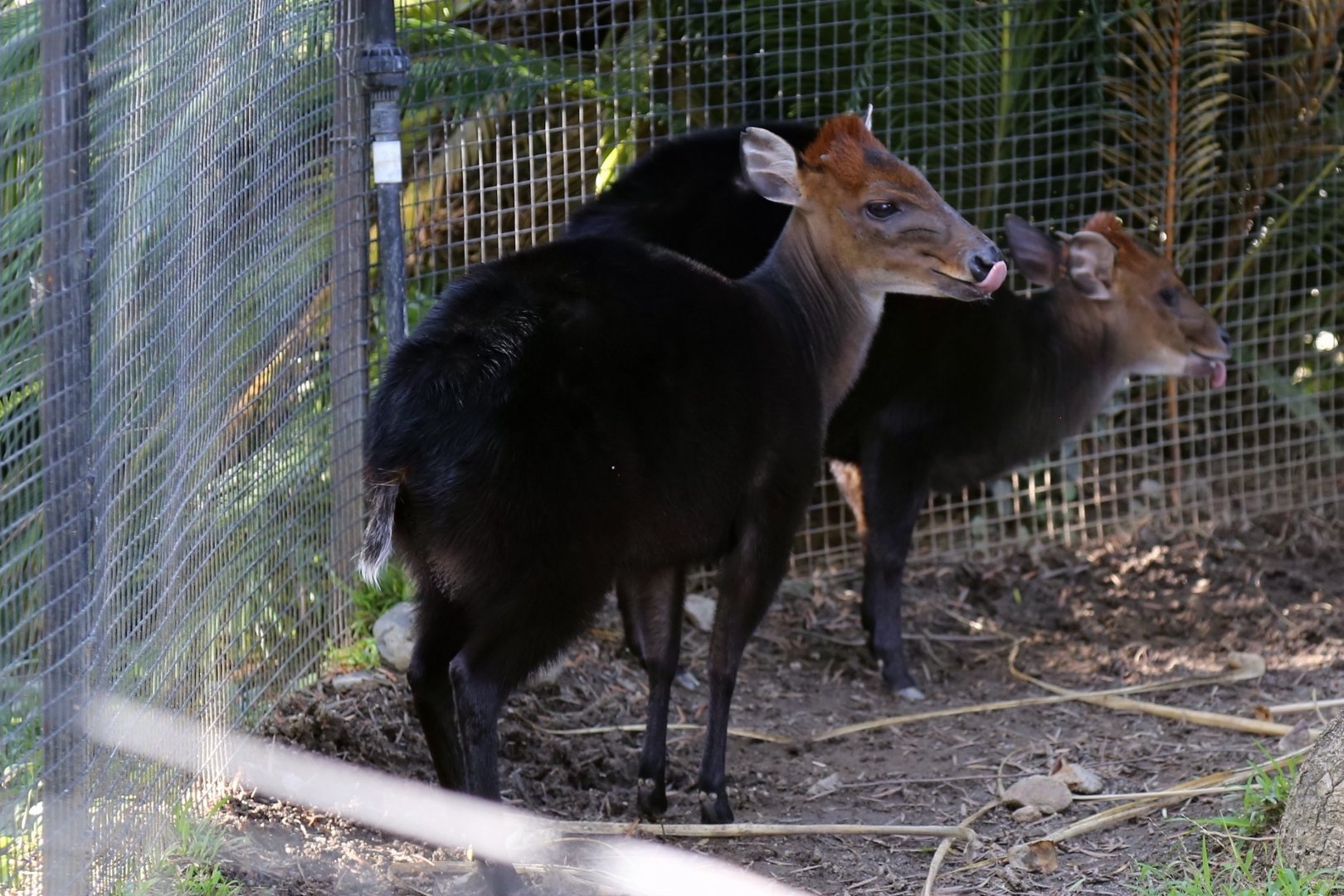 Black Duiker (Cephalophus niger), December 2015