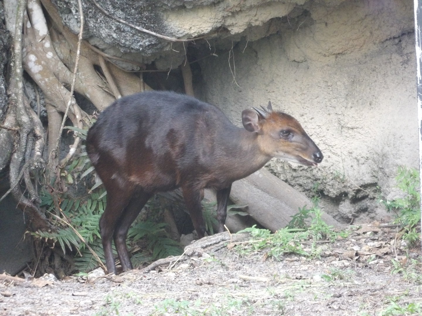Black Duiker(Cephalophus niger)